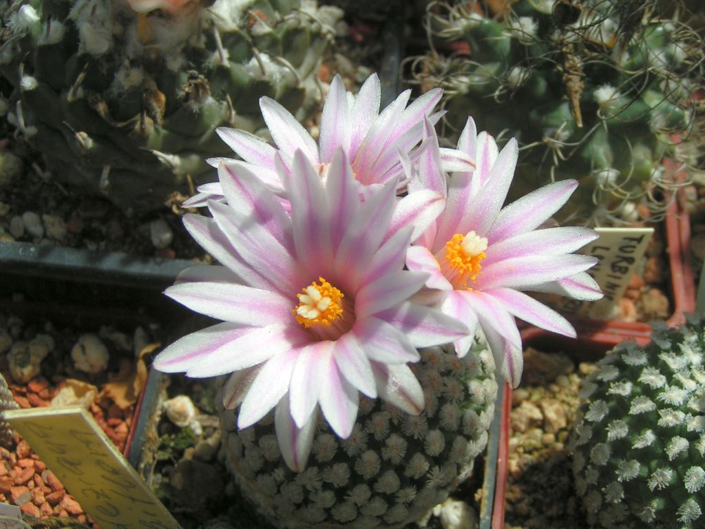 Turbinicarpus valdezianus v. albiflorus